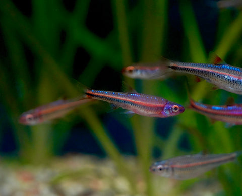 Rainbow Shiner (North American)