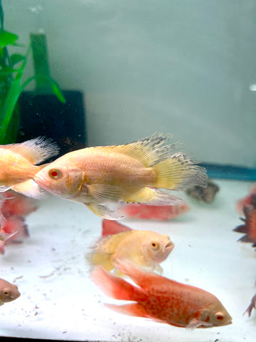 (Limited) Long Fin Lemon Oscar size 4”