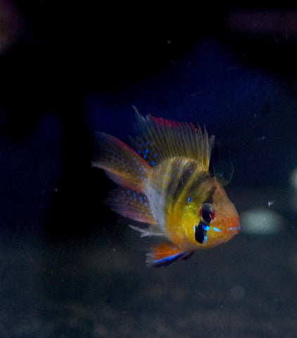 German Balloon Rams - Cichlid Rams Short Body