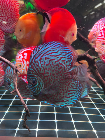 High Body “Heart Shape” Red Tiger Discus size 5-6” Premium Grade Discus