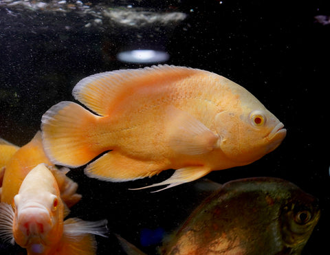 Full Body Lemon Oscar Size Large 9”-10”