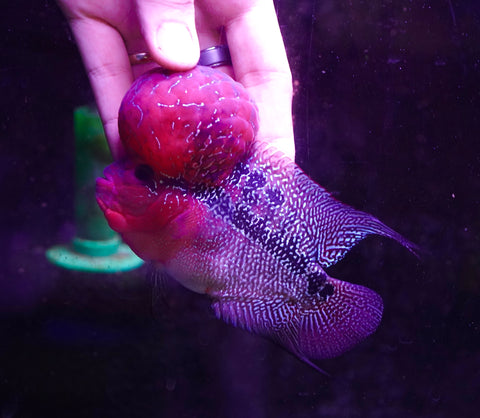 #8 Super Red Dragon Flowerhorn (Super Big Hump Head)