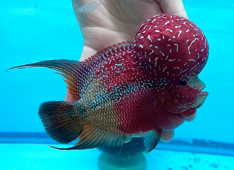 [LIMITED] New Arrival Large Two Tones Super Red Dragon Male Flowerhorn (SRD 2 tones color) size 5.5”