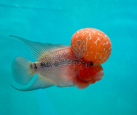 #1 Super Red Dragon Flowerhorn (Super Big Hump Head)
