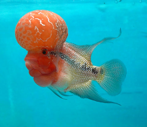 #1 Super Red Dragon Flowerhorn (Super Big Hump Head)