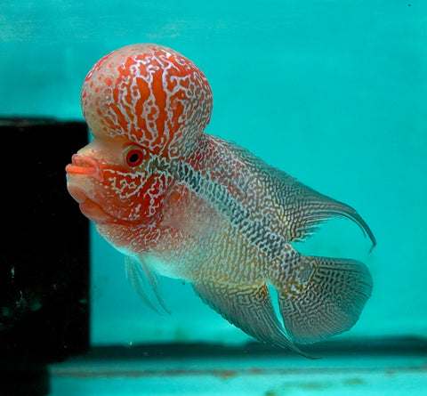 #6 Super Red Dragon Flowerhorn (Super Big Hump Head)
