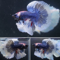 #3 Rare Grizzle Color Dumbo Butterfly Over Halfmoon Tail - High Quality Live Aquarium Male Betta Fish