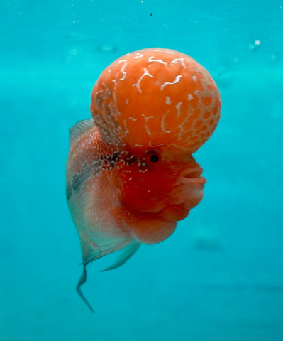 #1 Super Red Dragon Flowerhorn (Super Big Hump Head)