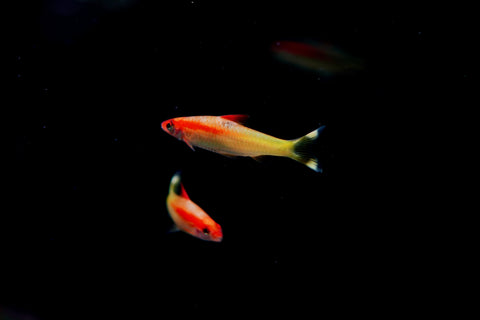 Golden Roseline Shark