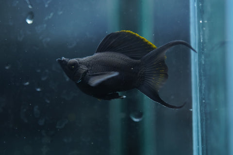 Breeding Size Black Balloon Molly