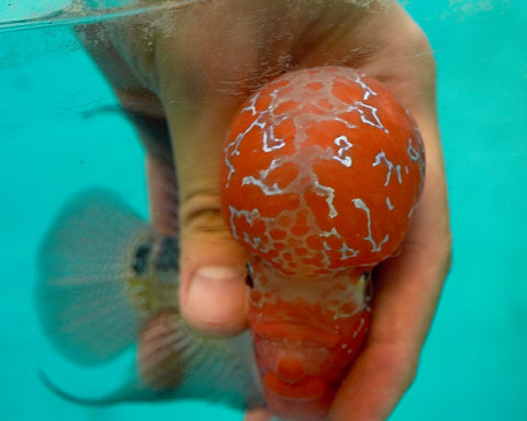 #3 Super Red Dragon Flowerhorn (Super Big Hump Head)
