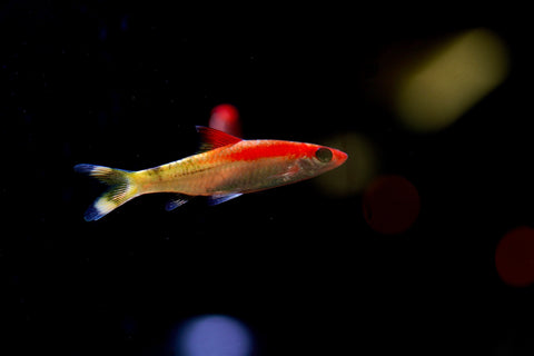 Golden Roseline Shark