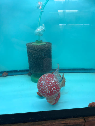 VIP Flowerhorn Red Base Super Pearl Kamfa F3 Hybrid size 6” Premium Collection Grade (High-End Flowerhorn)