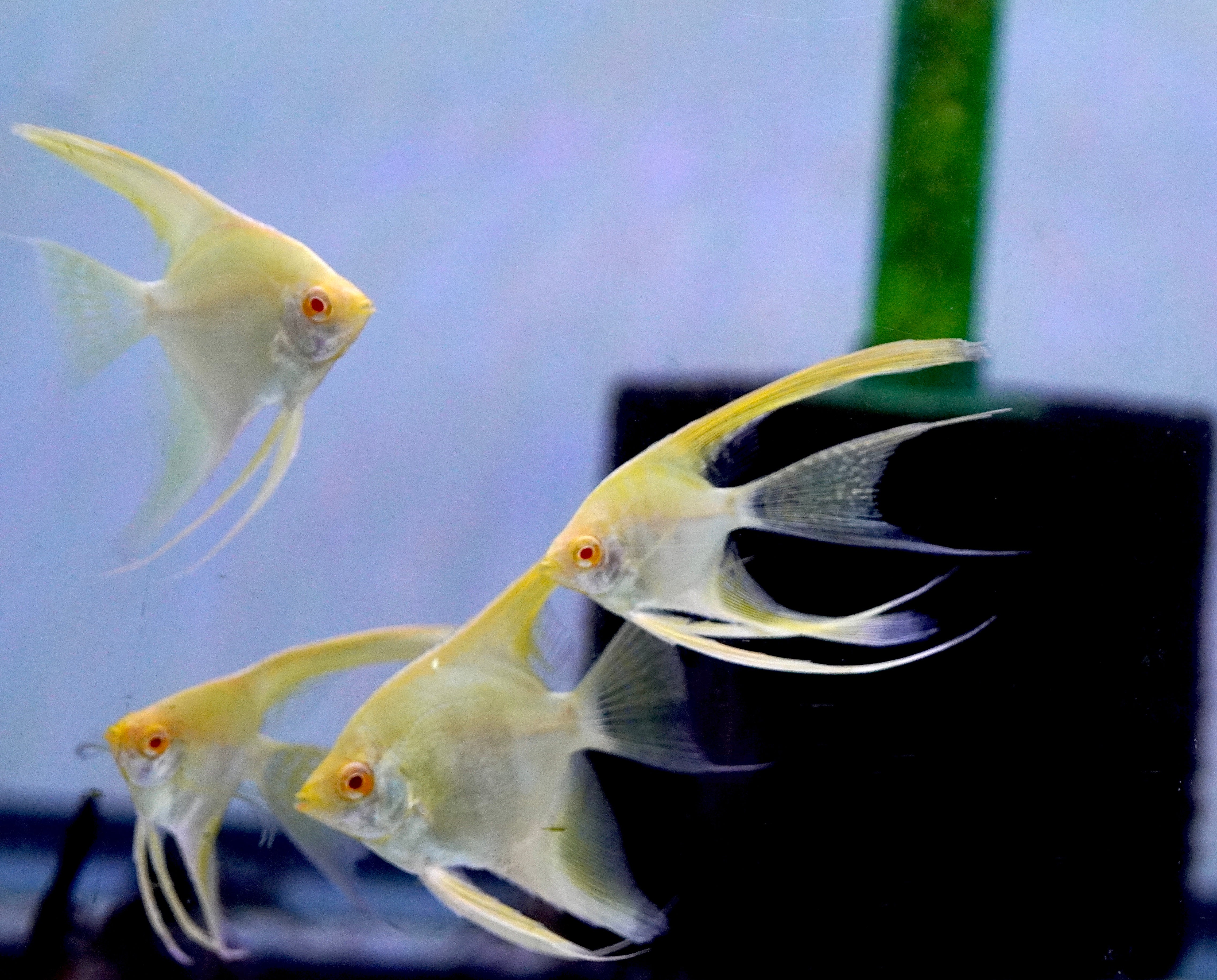 Medium Angelfish Albino 24k Gold Angel Fish Long Fin size 4” Tall – Houston Aqua