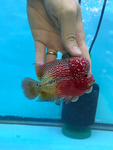 New Arrival #2 Two Tones Super Red Dragon Male Flowerhorn (SRD 2 tones color)