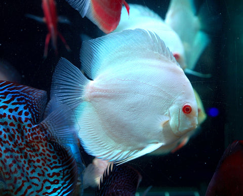 Albino Platinum Premium Discus Size Large 5.5”-6”