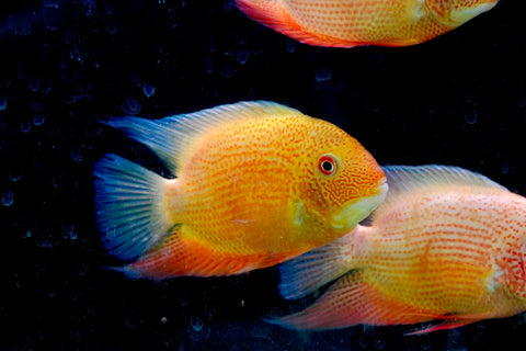 (Limited Stock) Gold Red Spot Severum Cichlid (size 5-5.5”) Large