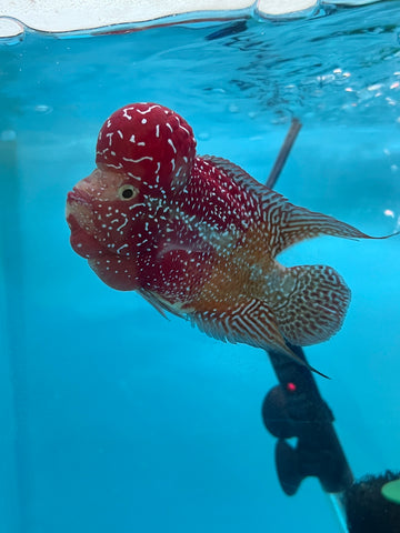 New Arrival #3 Two Tones Super Red Dragon Male Flowerhorn (SRD 2 tones color)