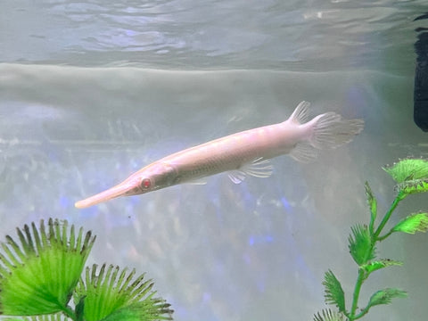 Albino Florida Gar Fish size 8-10”