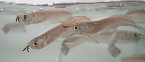 Silver Arowana - size 4”-5”