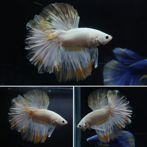 #20 Snow Dragon Scale Yellow Phoenix Halfmoon Male Betta - High Quality Male Betta Fish