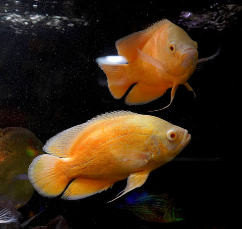 Full Body Lemon Oscar Size Large 9”-10”