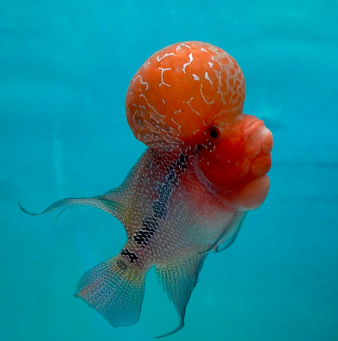 #1 Super Red Dragon Flowerhorn (Super Big Hump Head)