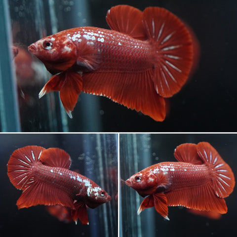 #18 (New Arrival) Rare Red Mamba Samurai Male Plakat Betta Fish - High Quality Live Aquarium Male Betta Fish