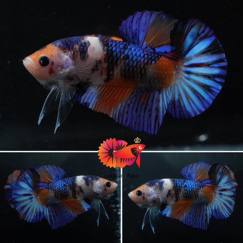 #6 (New Arrival) Blue Star Tail Nemo Koi Male Plakat Betta Fish - High Quality Live Aquarium Male Betta Fish