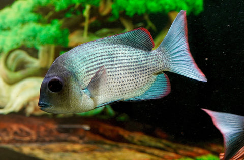 * RARE * Menarambo (Paretroplus menarambo) Madagascar Cichlids Captive Breed (Wild Extinct)