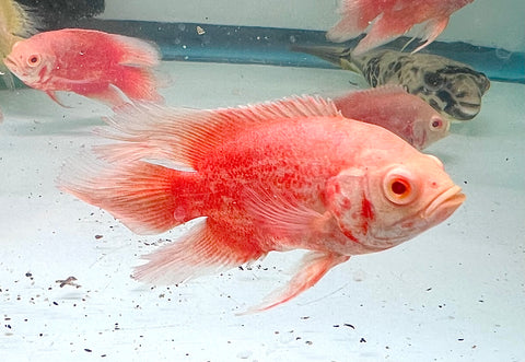 Long Fin Red Chili Oscar size 4”
