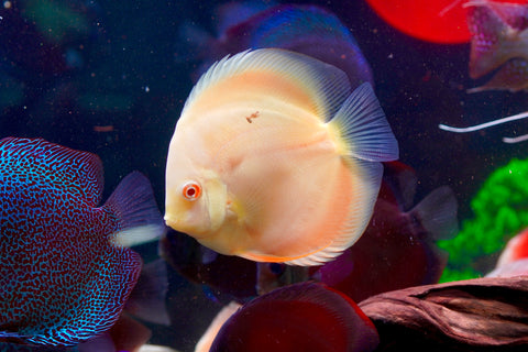 Albino Yellow High Body Discus size 4.5” Premium Grade Discus