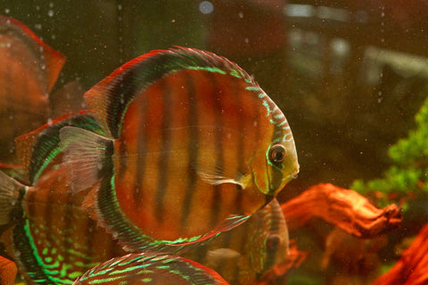 (Brazil Imported)Nhamunda River Red Wild Discus Size Large 6.5”-7” Special Order Wild Discus Fish