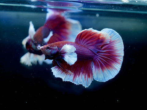 Dumbo Lavender Butterfly Over Halfmoon - Live Aquarium Male Betta Fish