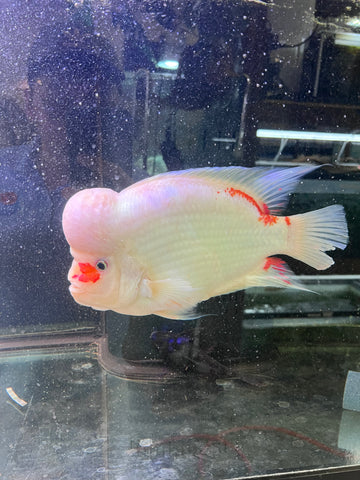 (Limited Quantity)Santa Clause Mammon King Kong Parrots with Hump Head - Premium Parrots Fish