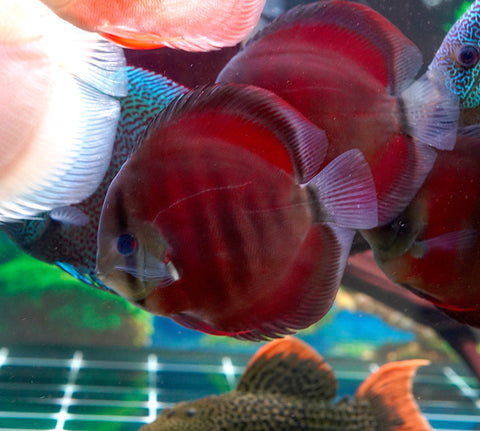 Red Cover (Red Rose Cover) Ground Body Discus size 4.5” Premium Grade Discus (Copy)