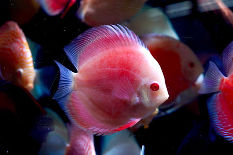 Albino Red High Body Discus size 4.5” Premium Grade Discus