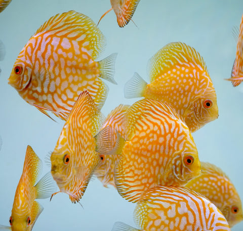 Yellow Pigeon Discus Size 3.5"-4"