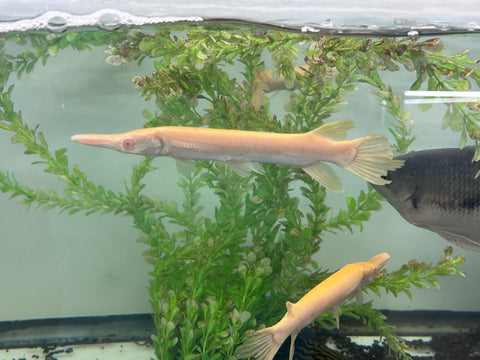 Albino Alligator Gar Fish size 8-10”