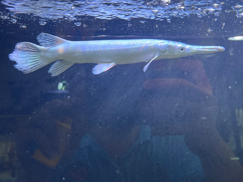 Platinum Alligator Gar (Limited) size 12”