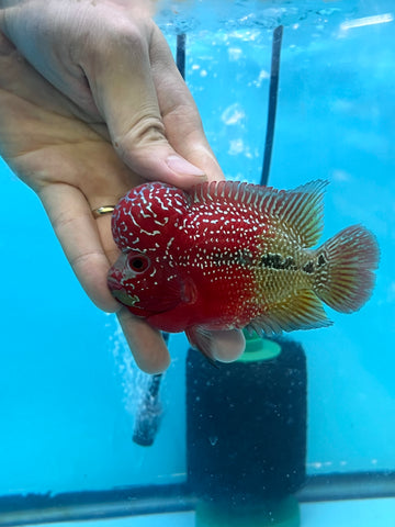 New Arrival #2 Two Tones Super Red Dragon Male Flowerhorn (SRD 2 tones color)