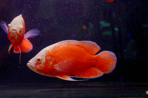 Super Red Chili Oscar Size Large 9”-10”