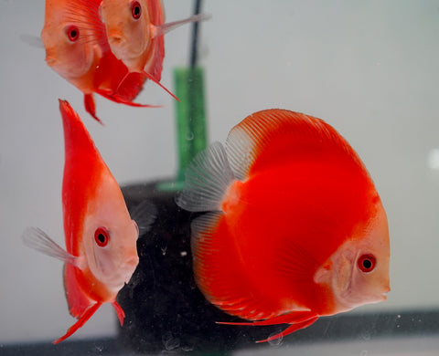 Red Melon Discus Fish 3.5"