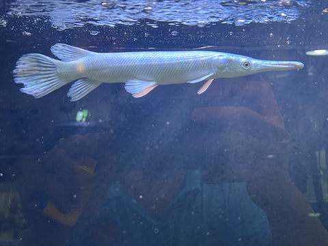 Platinum Alligator Gar (Limited) size 12”