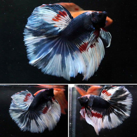 #11 (New Arrival) Blue Grizzle Rare Color Over Halfmoon Tail - High Quality Live Aquarium Male Betta Fish