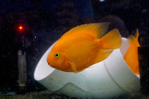 Golden Yuanbao Parrot Fish - Ground Body Parrot Cichlid  - Size 5-6” Premium Grade A