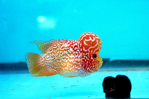 *NEW #2 Golden Base Kamfa Male Flowerhorn (Mini Size 2.5”) Potential Small Kamfa