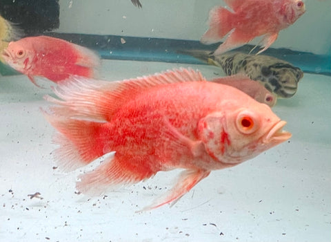 Long Fin Red Chili Oscar size 4”