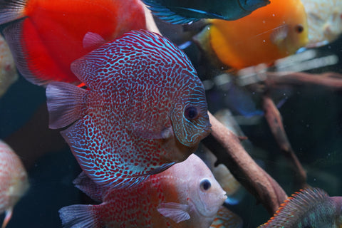 Leopard “Panthera” High Body Discus size 5”-6” Premium Grade Discus