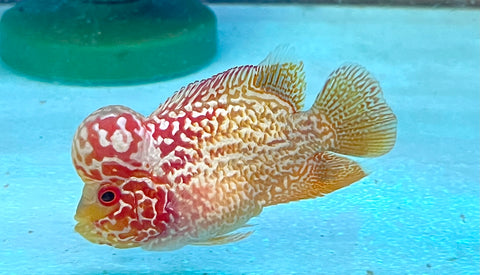 *NEW #2 Golden Base Kamfa Male Flowerhorn (Mini Size 2”) Potential Small Kamfa